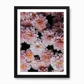 Pink Chrysanthemums Affiche