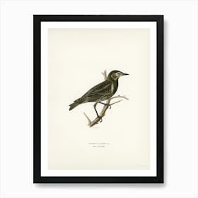 Starling (Sturnus Vulgaris), The Von Wright Brothers Art Print