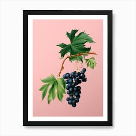 Vintage Brachetto Grape Botanical on Soft Pink n.0035 Art Print