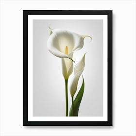 White Calla Lily 4 Art Print