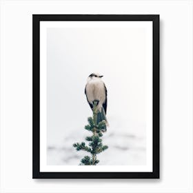 Winter Bird Art Print