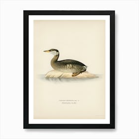 Young Red Necked Grebe (Podiceps Grisegena), The Von Wright Brothers Art Print