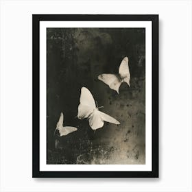 Three Butterflies 1 Art Print