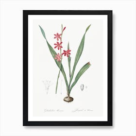 Watsonia Illustration From Les Liliacées, Pierre Joseph Redouté Art Print