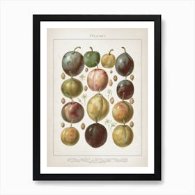 Vintage Meyers 6 Pflaumen Art Print