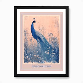Peacock In The Meadow Cyanotype Inspired 2 Poster Art Print