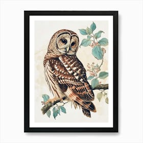 Barred Owl Vintage Illustration 4 Art Print