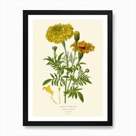 Yellow Carnations Art Print