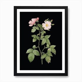 Vintage Red Bramble Leaved Rose Botanical Illustration on Solid Black n.0637 Art Print