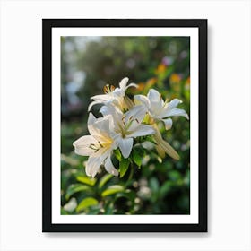 White Lily Art Print
