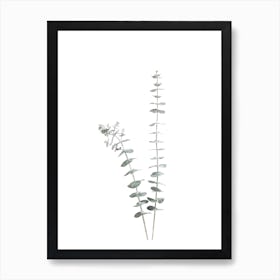 Two Eucalyptus Leaves Art Print