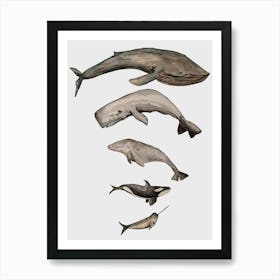 Whales Size Order Sealife Illustration 1 Art Print