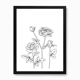 Roses Drawing Art Print