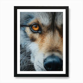 Himalayan Wolf Eye 1 Art Print