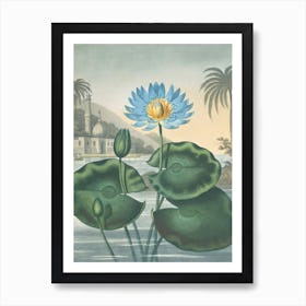 The Blue Egyptian Water-Lily by Robert John Thornton (1807) Art Print