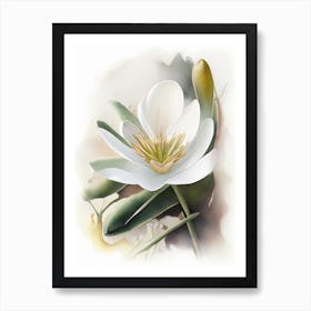 Bloodroot Wildflower Watercolour Art Print