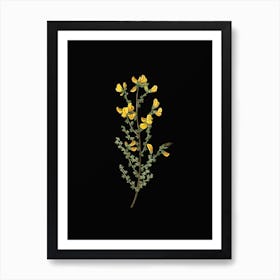 Vintage Adenocarpus Botanical Illustration on Solid Black n.0872 Art Print