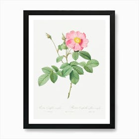 Single Flowered Cabbage Rose, Pierre Joseph Redoute Art Print