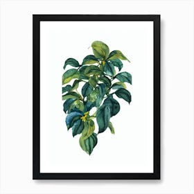 China Doll Plant (Radermachera Sinica) Watercolor Art Print