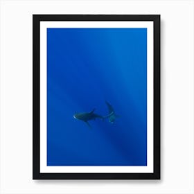 Requin Hawaïen Poster Minimaliste pour Salon