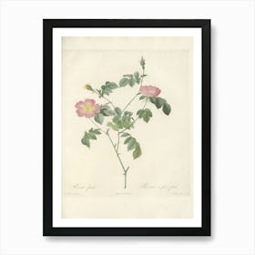 Rose Illustration, Pierre Joseph Redoute, Pierre Joseph Redoute (119) Art Print