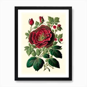 Wild Rose Wildflower Vintage Botanical 1 Art Print