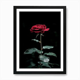 Dark Rose 108 Art Print