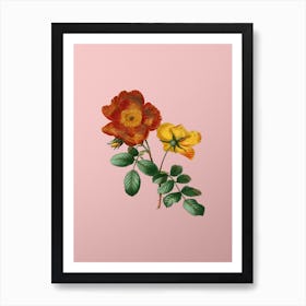 Vintage Sweetbriar Rose Botanical on Soft Pink n.0445 Art Print
