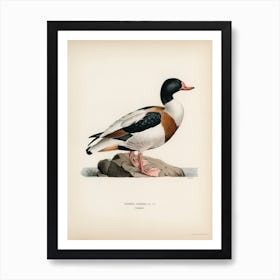 Shelduck, The Von Wright Brothers Art Print