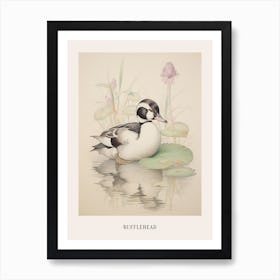 Vintage Bird Drawing Bufflehead 1 Poster Art Print