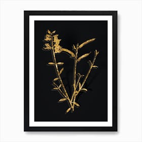 Vintage Spanish Broom Botanical in Gold on Black n.0299 Art Print