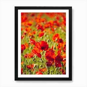 Poppies In A Field Art Print