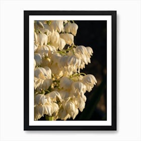 Blossoms of the Yucca Palm, Macro Art Print