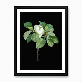 Vintage Magnolia Elegans Botanical Illustration on Solid Black n.0254 Art Print