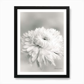 Chrysanthemum Bw Art Print