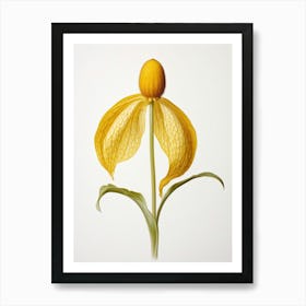 Pressed Wildflower Botanical Art Yellow Ladys Slipper Art Print