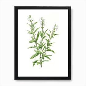 Wingter Savory Vintage Botanical Herbs 3 Art Print