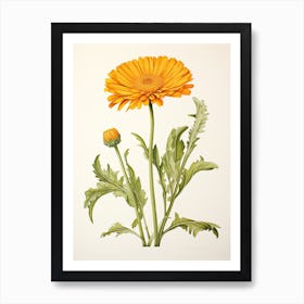 Calendula Pot Marigold Vintage Botanical Herbs 3 Art Print