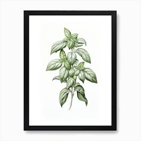 Basil Vintage Botanical Herbs 3 Art Print