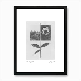 Marigold Botanical Collage 1 Art Print