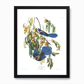 Florida Jay Art Print