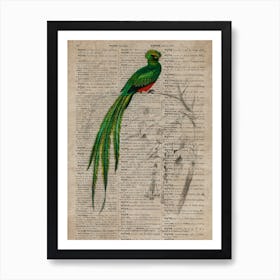 Pavinine Quetzal Dictionnaire Universel Dhistoire Naturelle  Art Print