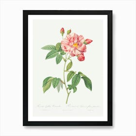 Rosa Mundi, French Rosebush With Varigated Flowers, Pierre Joseph Redoute Art Print