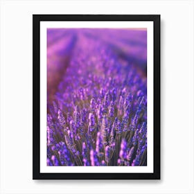 Lavender Field Art Print