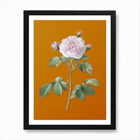 Vintage Rosa Alba Botanical on Sunset Orange n.0893 Art Print