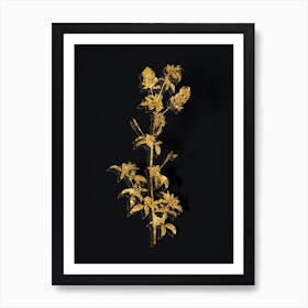 Vintage Spanish Clover Bloom Botanical in Gold on Black n.0357 Art Print