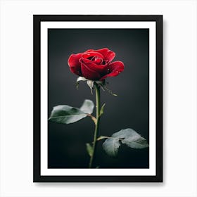 Red Rose On Black Background 72 Póster