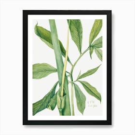 Vintage Botanical Mary Vaux Walcott _2732410 Art Print