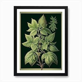 Oregano Leaf Vintage Botanical 1 Art Print