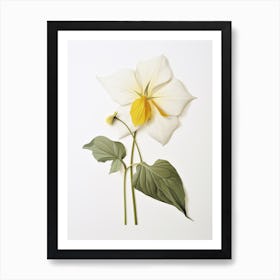 Pressed Wildflower Botanical Art Great White Trillium Art Print